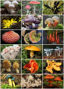 Fungi_Diversity
