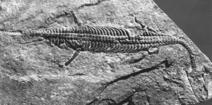 lariosauro fossile