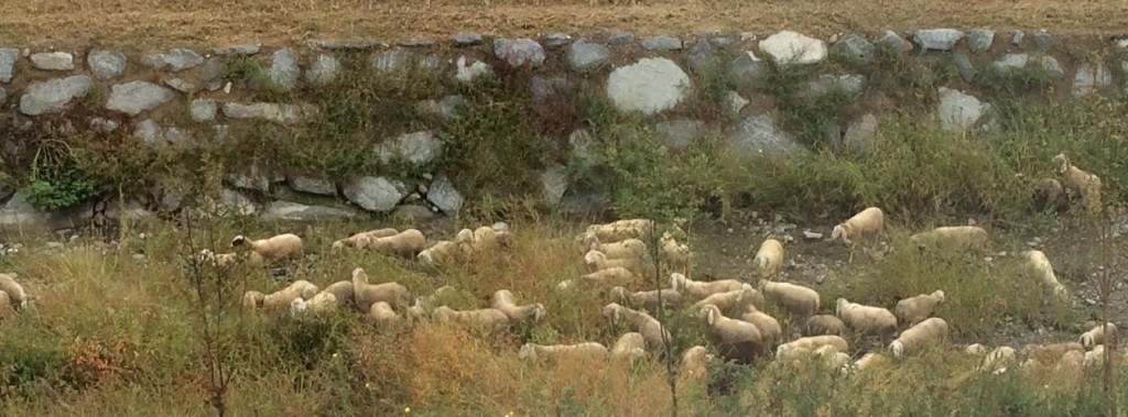 pecore fiume