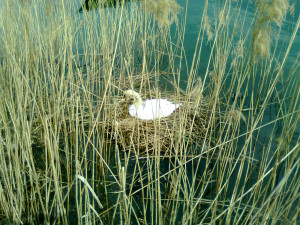 Cigno cova al lago di Garlate