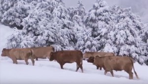 mucche-neve-2
