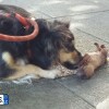 cane partorisce cuccioli lungolago (1)