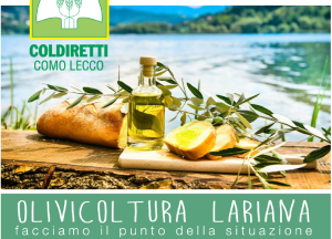 olivocultura lariana locandina
