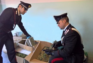 foto arresto Colico VENDROGNO droga marijuana - Copia
