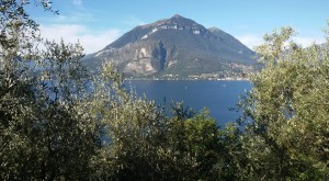 Olivicoltori-del-Lago-di-Como-3