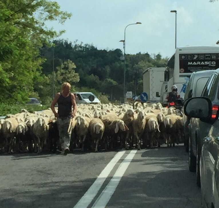 pecore oggiono sala al barro (1)